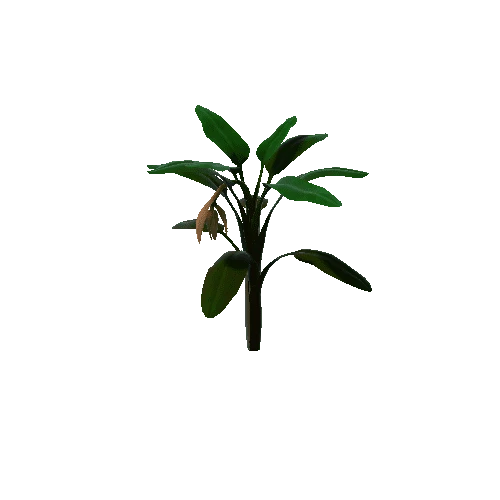 Flower Banana 5.3
